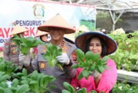 Kapolda Kalteng Irjen Pol Iwan Kurniawan bersama Ketua Bhayangkari Ny. Maya Iwan Kurniawan memanen sayuran di lahan Pekarangan Pangan Lestari (P2L) Mapolda Kalteng, Selasa (26/8/2025). (Dok-Polda Kalteng)
