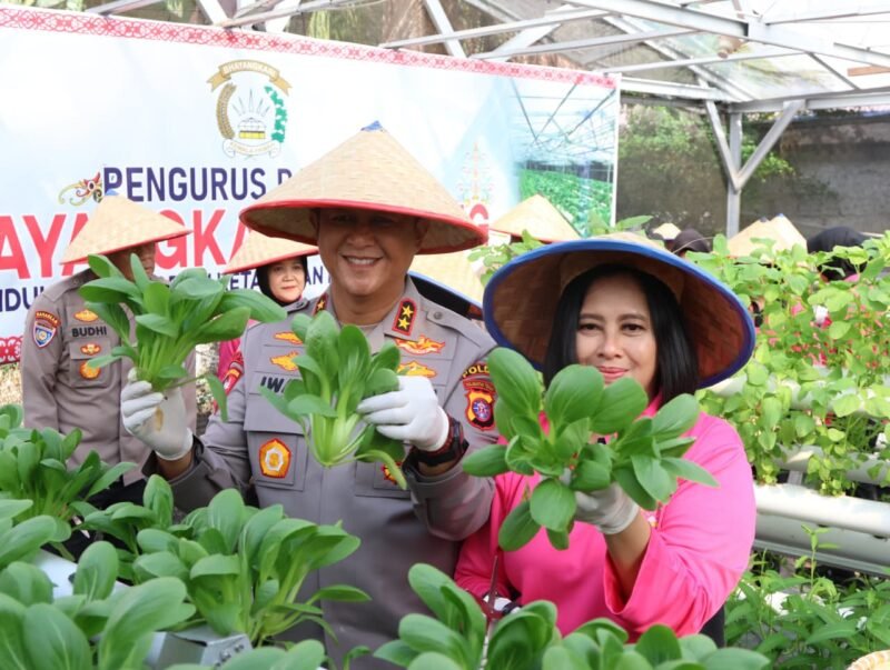 Kapolda Kalteng Irjen Pol Iwan Kurniawan bersama Ketua Bhayangkari Ny. Maya Iwan Kurniawan memanen sayuran di lahan Pekarangan Pangan Lestari (P2L) Mapolda Kalteng, Selasa (26/8/2025). (Dok-Polda Kalteng)