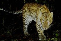 Polisi dan unit K9 berjaga di Lembang Park and Zoo setelah kabar macan tutul lepas viral di media sosial. (Ilustrasi)
