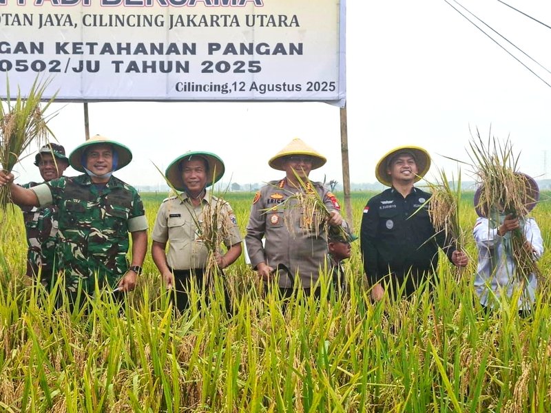 Jajaran Pemkot Jakarta Utara, TNI-Polri, dan Gapoktan Rorotan Jaya saat panen padi bersama di Rorotan, Selasa (12/8/2025). (Humas DKI Jakarta)
